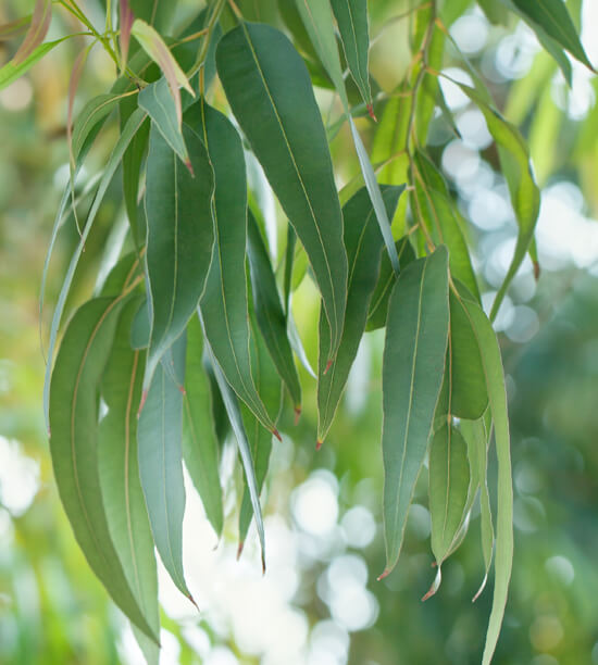 Etherische olie - Eucalyptus radiata bio