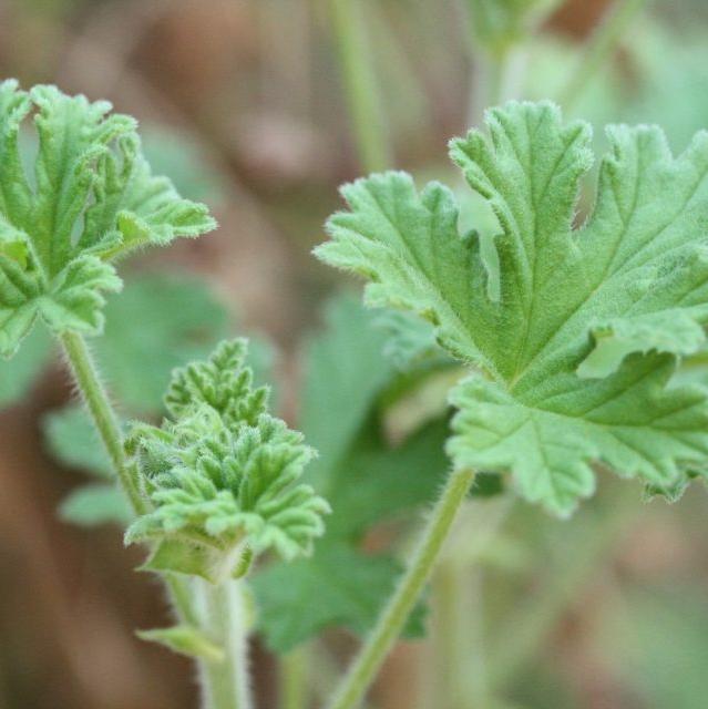 Handcrème - Coco, Hemp & Geranium