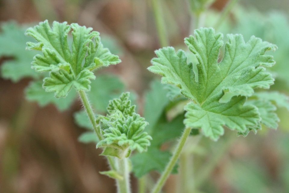 Hydrolat de géranium BIO* - MAKESENZ