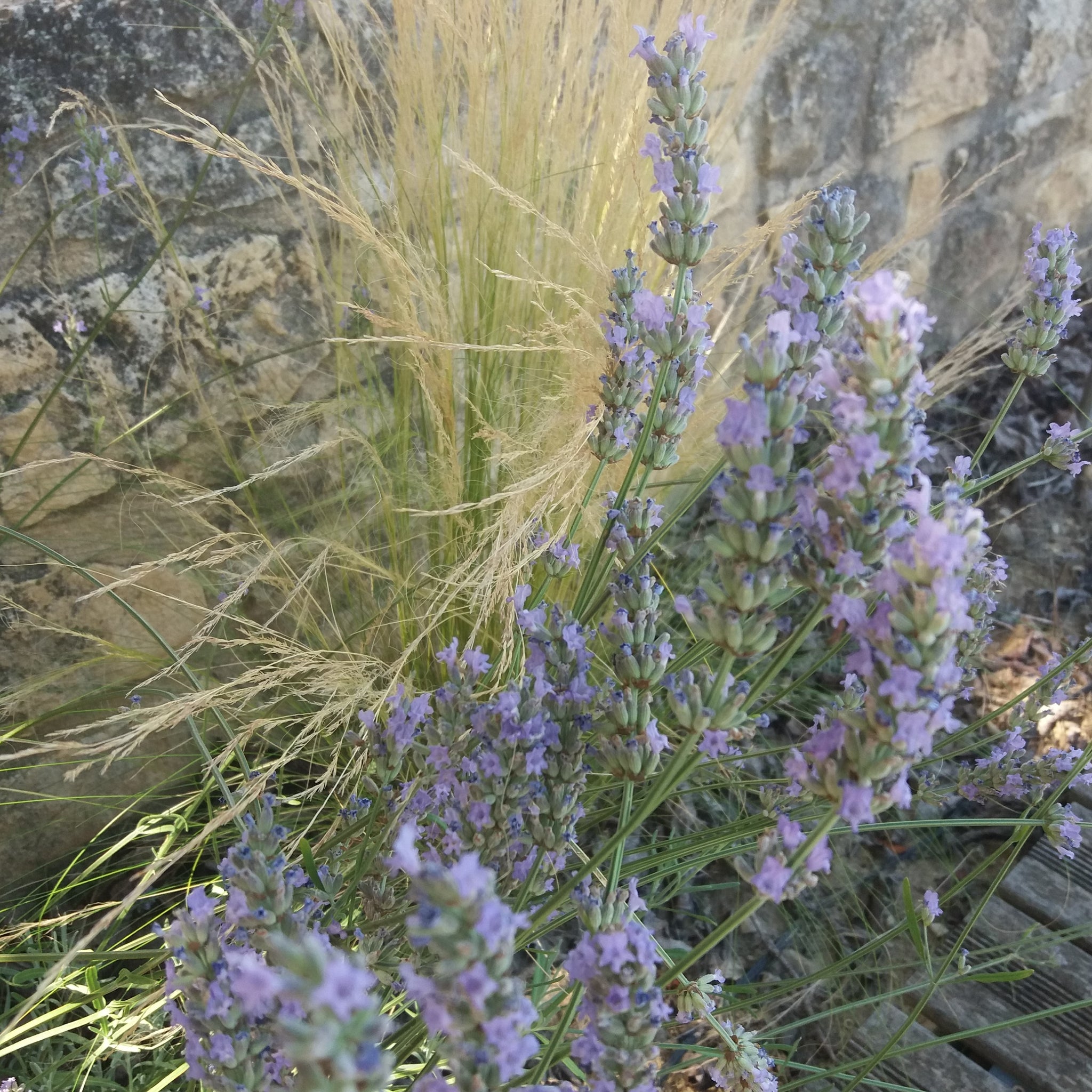 Biologisch* fijn lavendel hydrolaat