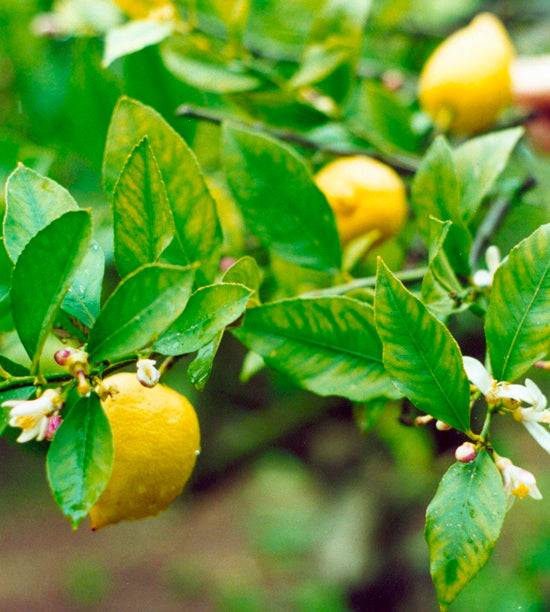 Huile essentielle - Citron bio* - MAKESENZ